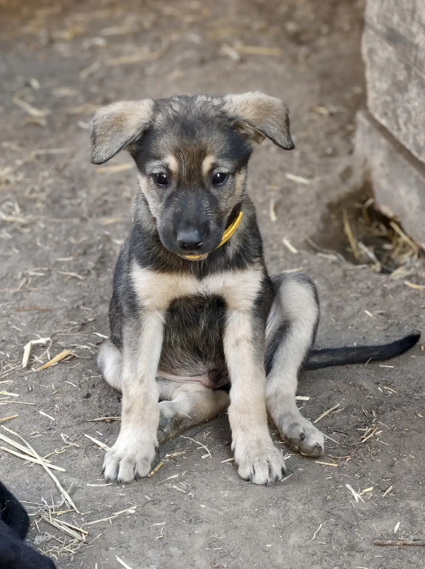🐾 ЩЕНОК В ДОБРЫЕ РУКИ ! 🐾