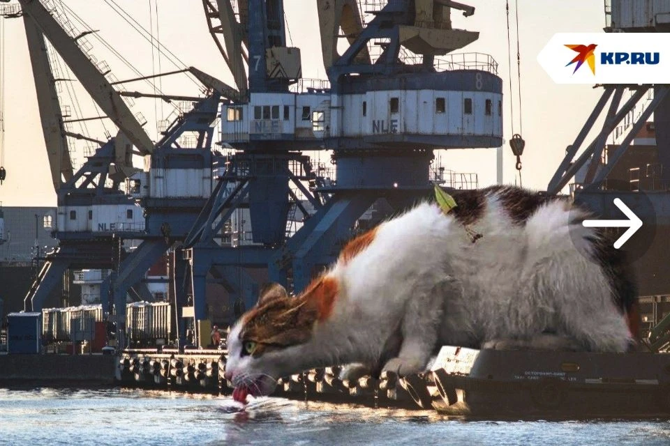 🐱 В Новороссийске показали необычную серию фотографий с гигантскими котами