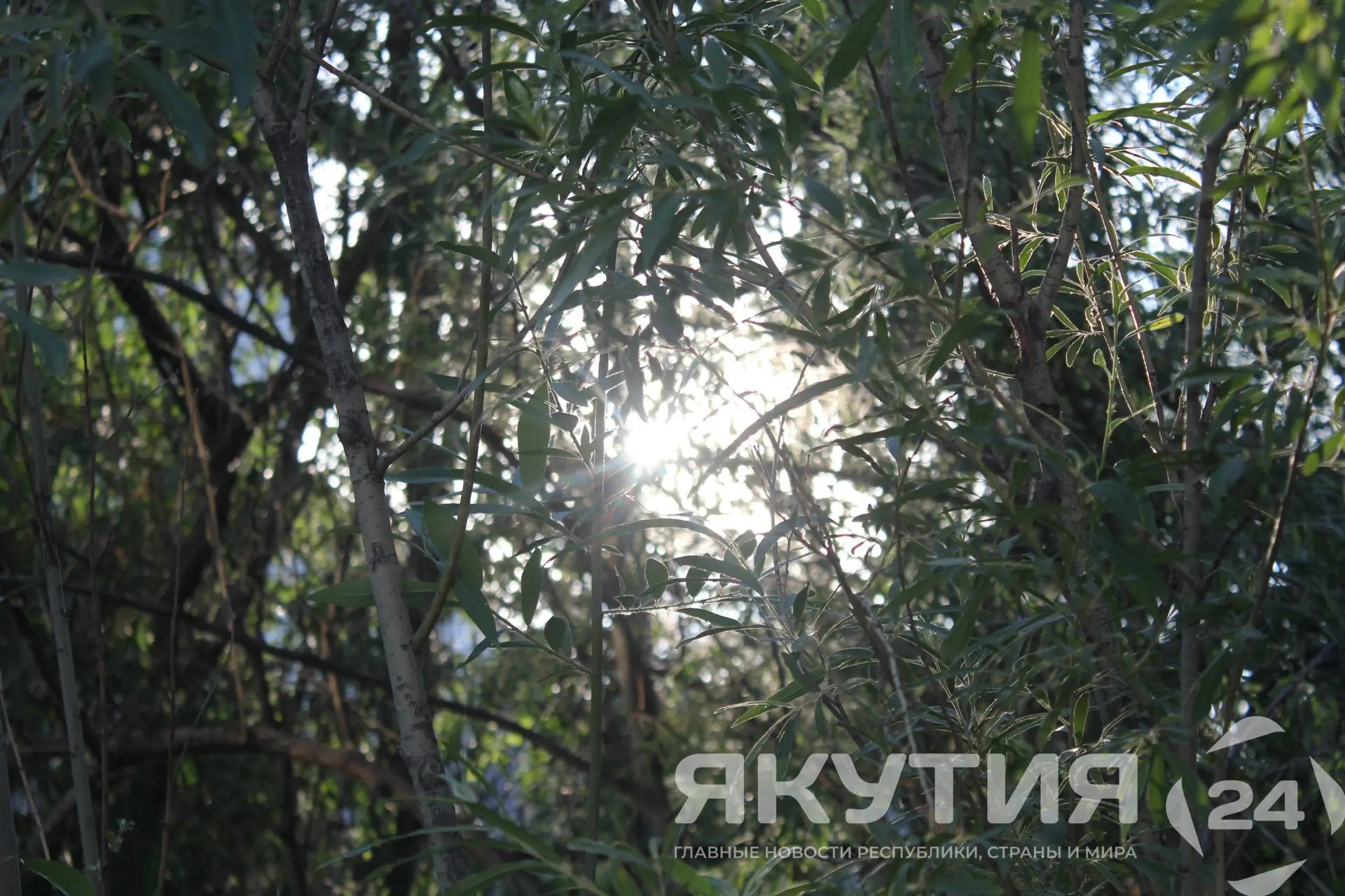 Более 280 огнеборцев задействованы в тушении лесных пожаров в Якутии  286 человек и девять единиц те