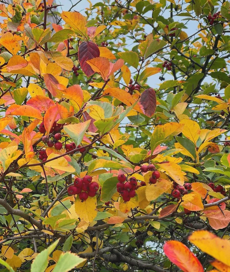 🍁Сегодня, 5 октября, во всем мире отмечается День учителя!