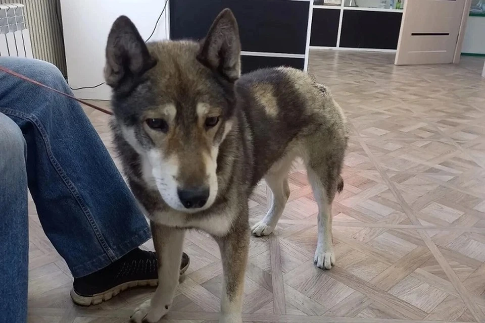 🐕 Верный пёс отвлёк медведя на себя, спасая хозяина на Сахалине