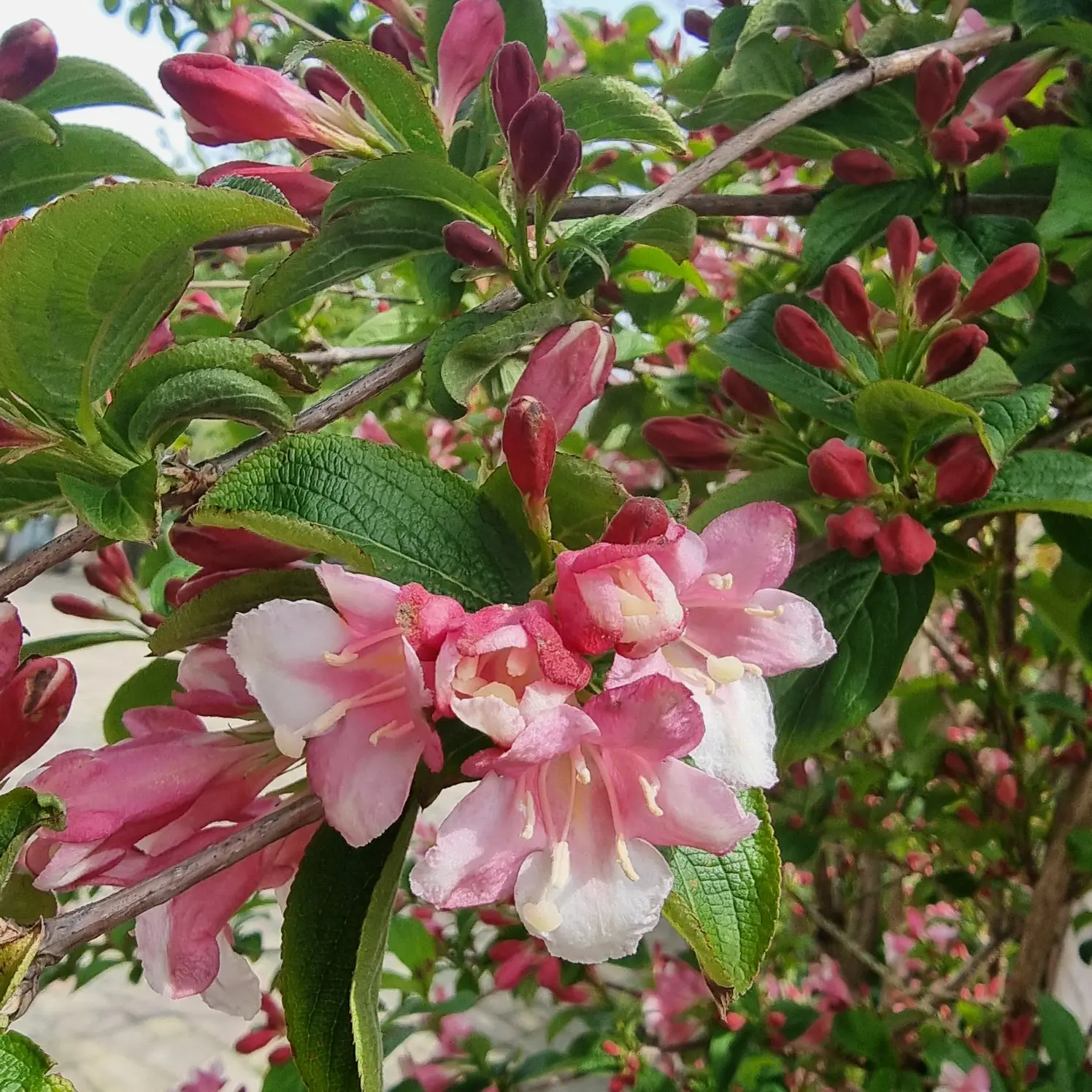 Цветет красавица вейгела🌸#кудасходитьвТуапсе #достопримечательностиАгой #красивыеместа...