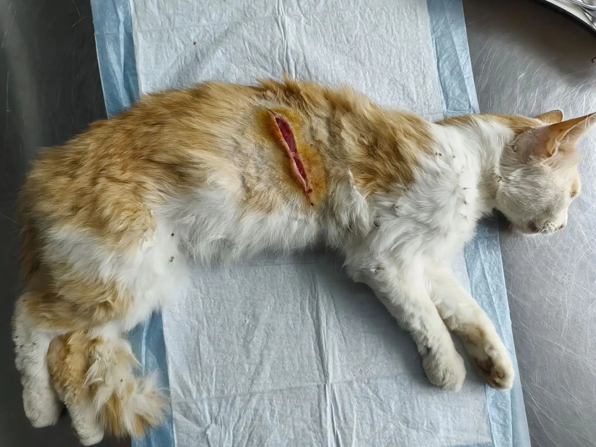 Рваные раны у котов: от забора до операционного стола