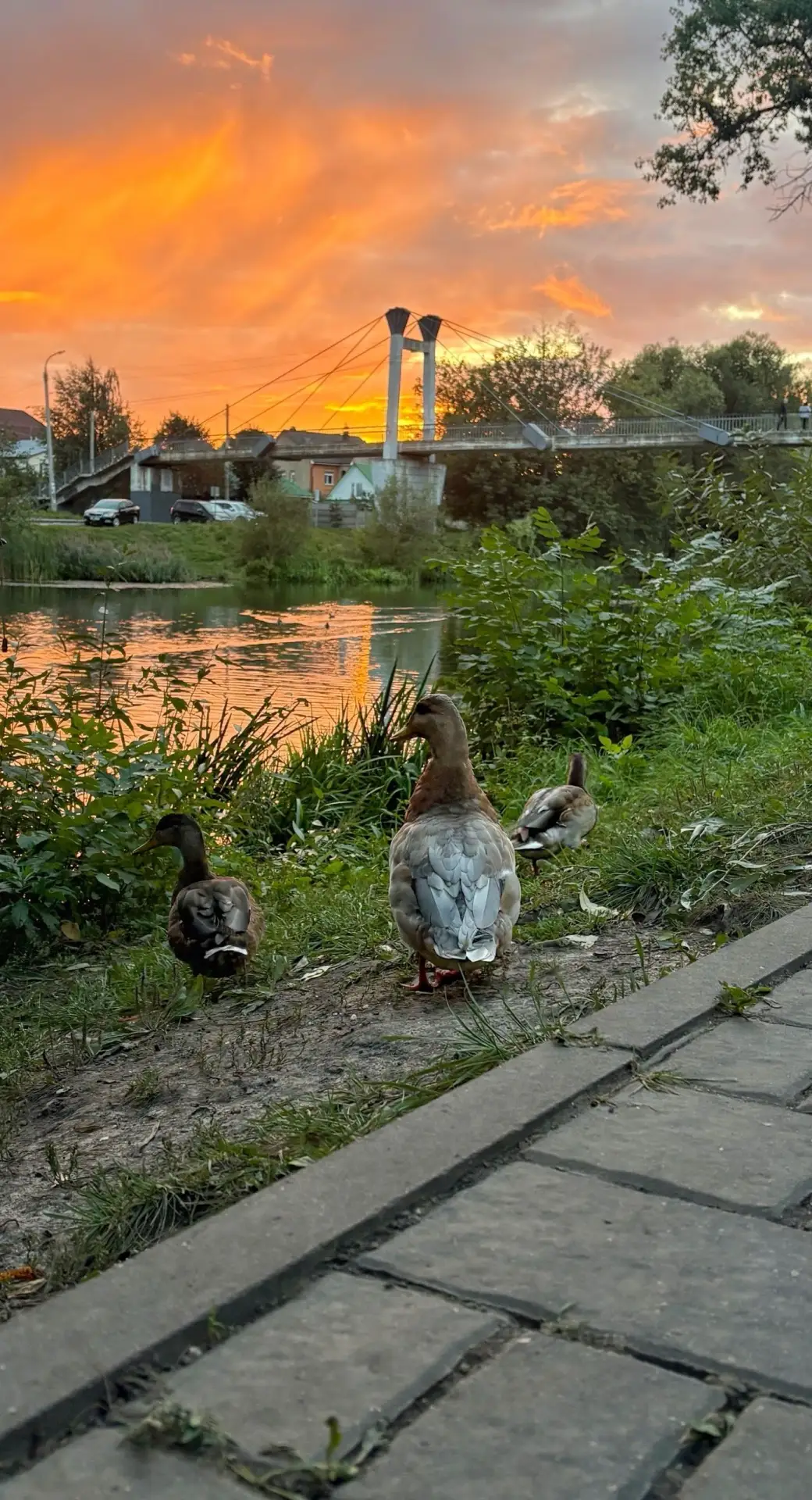 🌤 Орловский осенний закат