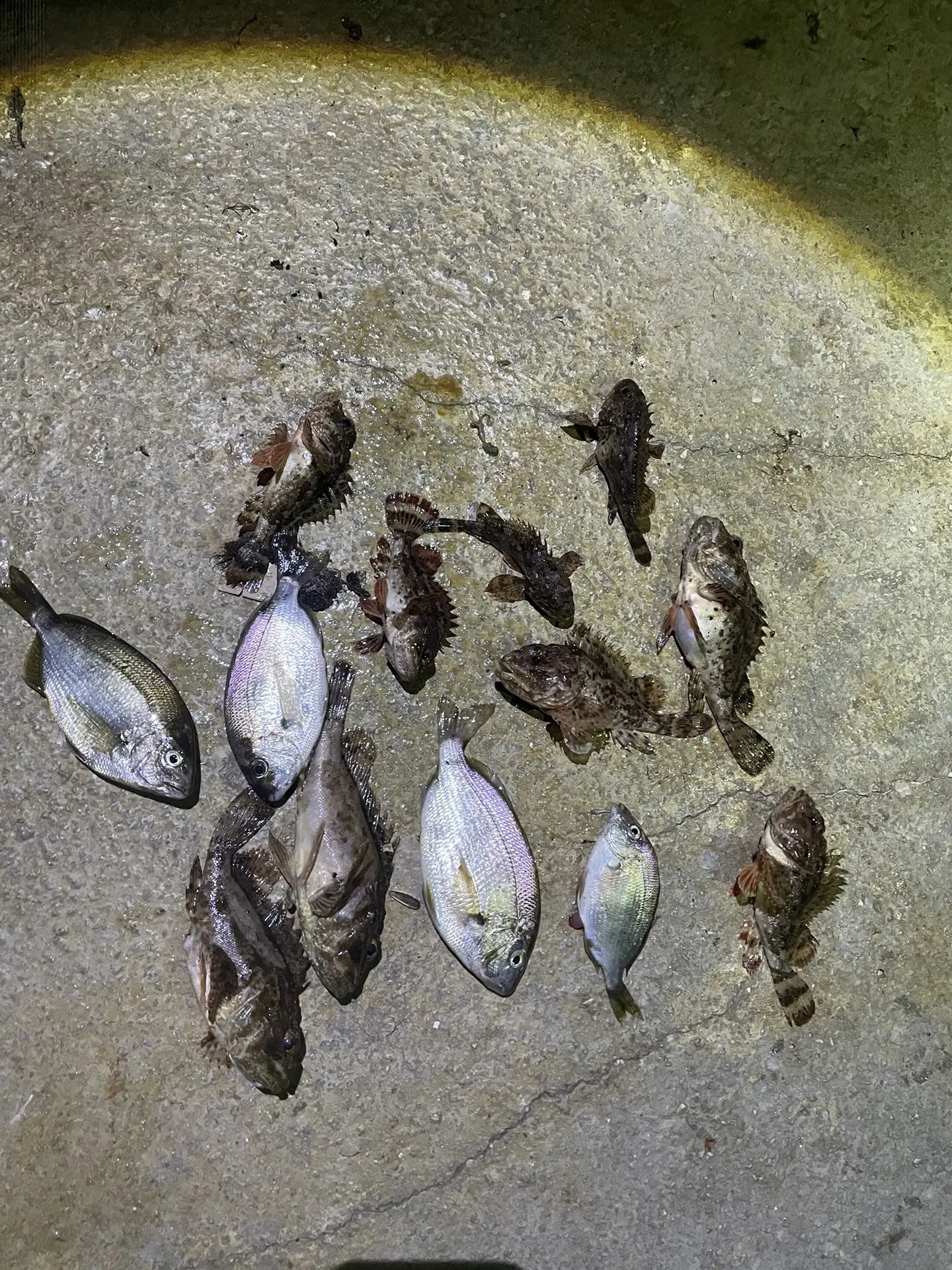 🎣 Улов после шторма — море щедро делится трофеями! 🎣