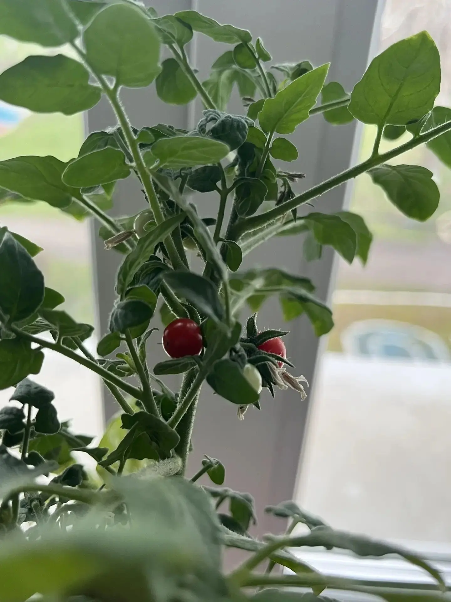 🌼В нашем доме социального обслуживания большое внимание уделяется трудотерапии. Один и...