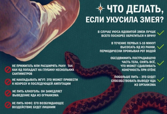 🐍 Укус змеи — ситуация, требующая быстрого и правильного реагирования! Вот что нужно делать:

1️⃣ С