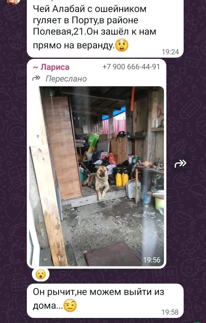 ⚡ Алабай заблокировал дверь на Полевой, 21 в Поронайске

🐕 Будучи на самовыгуле, пес зашел на веран