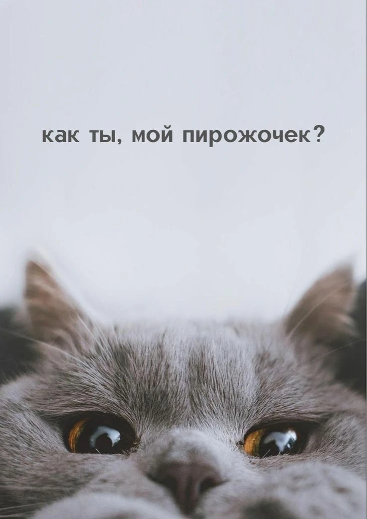 https://max.ru/invista123456