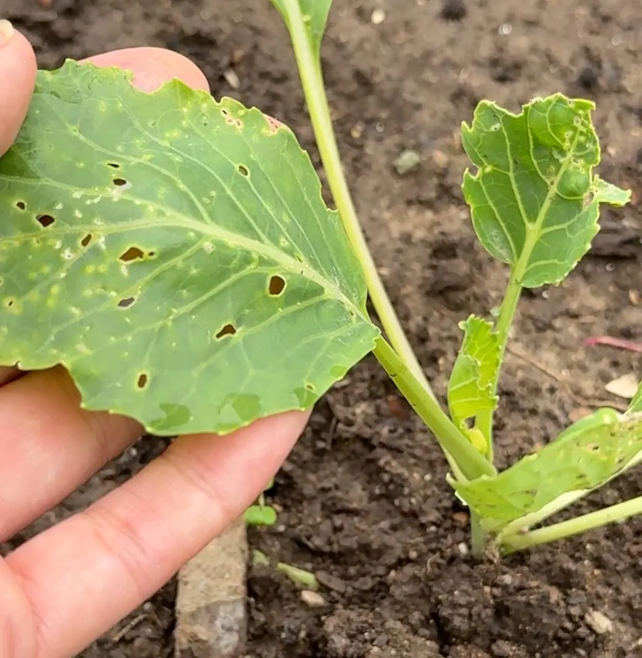 🥬 Если вредители жрут капусту — быстро сделайте так!

Заметили мелкие дырочки на листьях? Это первы