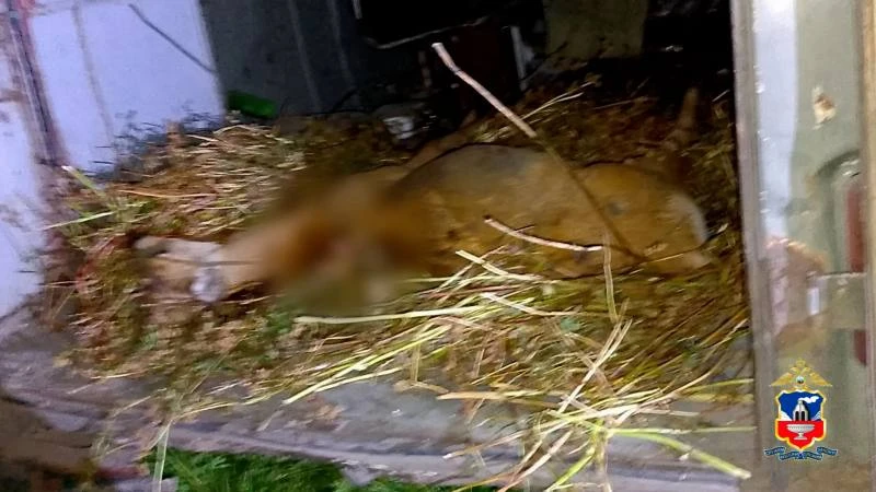 🦌 Трёх жителей Алтайского края задержали по подозрению в незаконной охоте на косуль