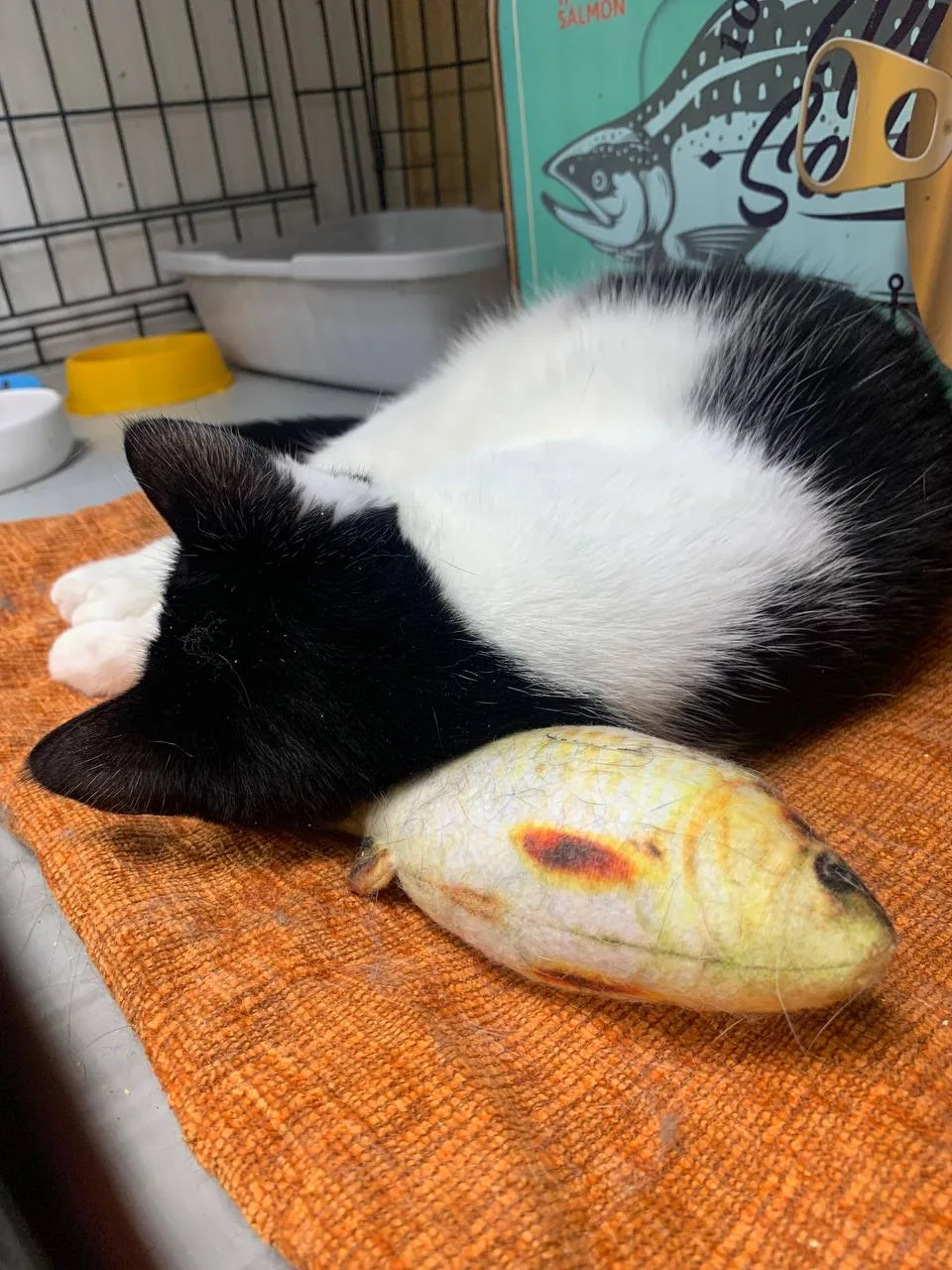 Клаудия и рыбные промыслы. 🐟Человечество пытается изобрести вечный двигатель, а он уже...