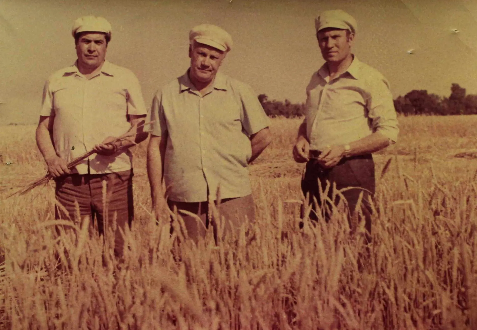 В полях совхоза "Янушевский", 1977 г. Слева направо: директор совхоза Иван Алексеевич Симоненко, пер