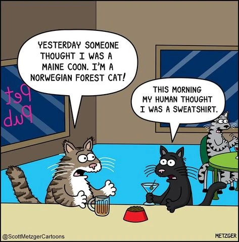 #котомем