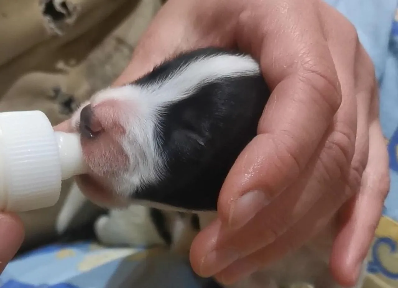 🐶 В ивановский приют подбросили 9 щенков