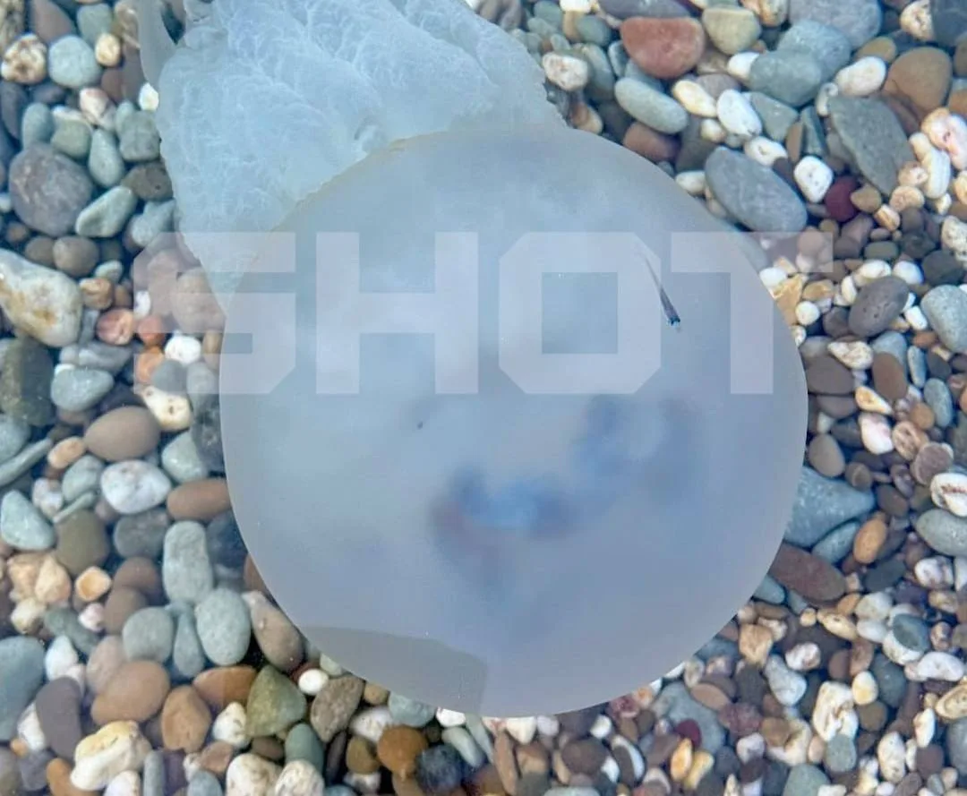 ⚡️Полчища ядовитых медуз заполонили пляжи Азовского моря второй раз за месяц, — СМИ.
