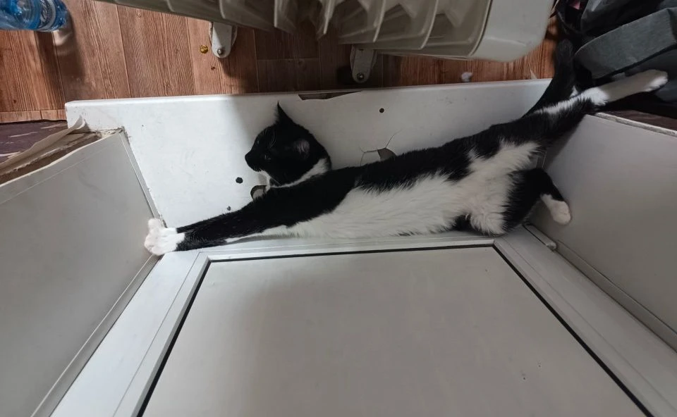 Симбад греется возле батареи, хорошо на работу не надо 🤣 🐈