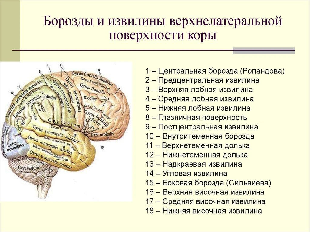 Борозды и извилины верхнелатеральной поверхности коры