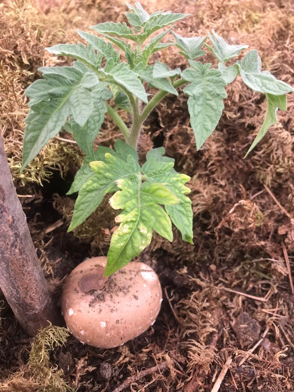 🍄ГРИБНИЦА В ПОМИДОРАХ 🍄