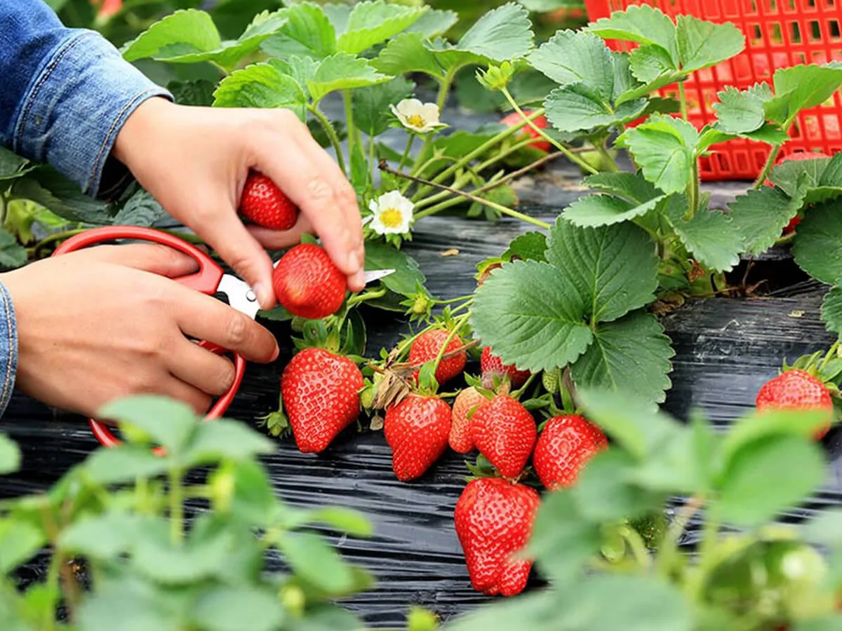 Обработка клубники для крупного урожая 🍓