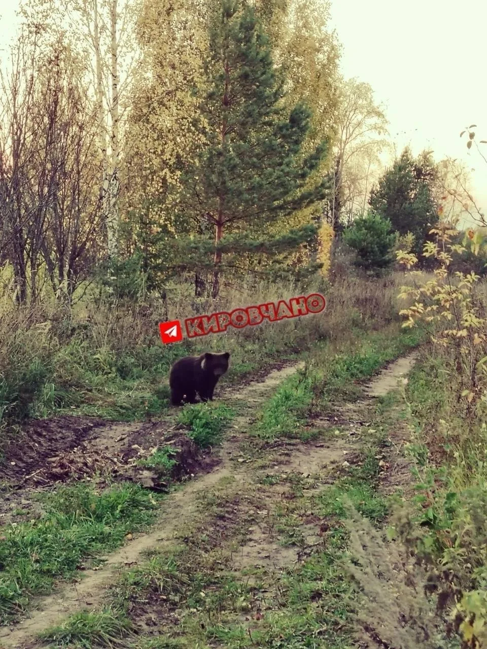 Медведь атаковал поселок в Кировской области