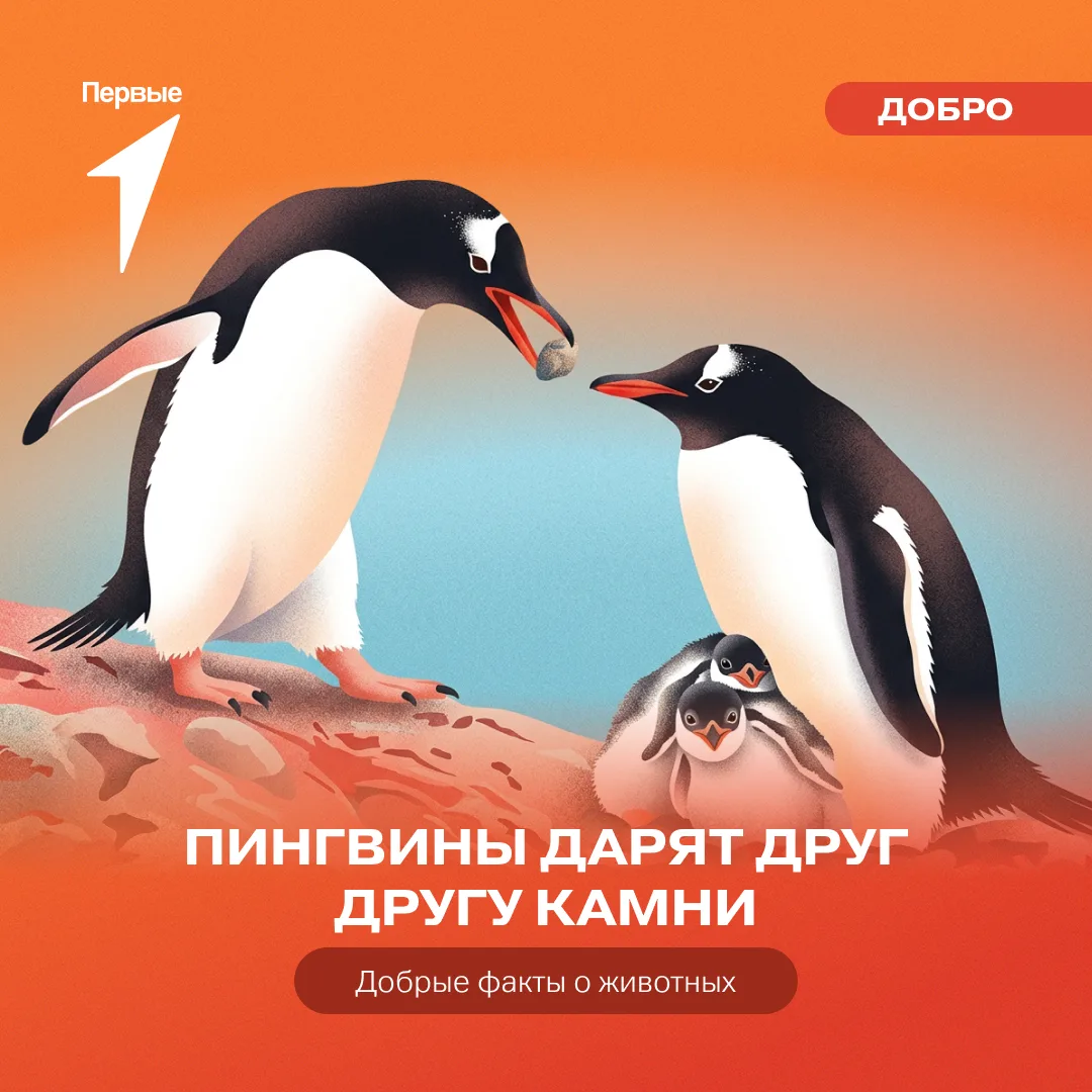 🐧 Пингвины — животные очень романтичные!