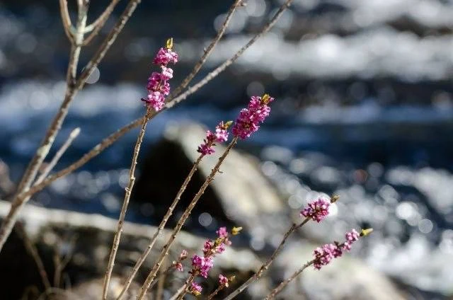 🌿 На Севере приходит весна  Снег постепенно отступает, реки наполняются талой водой, просыпаются нас