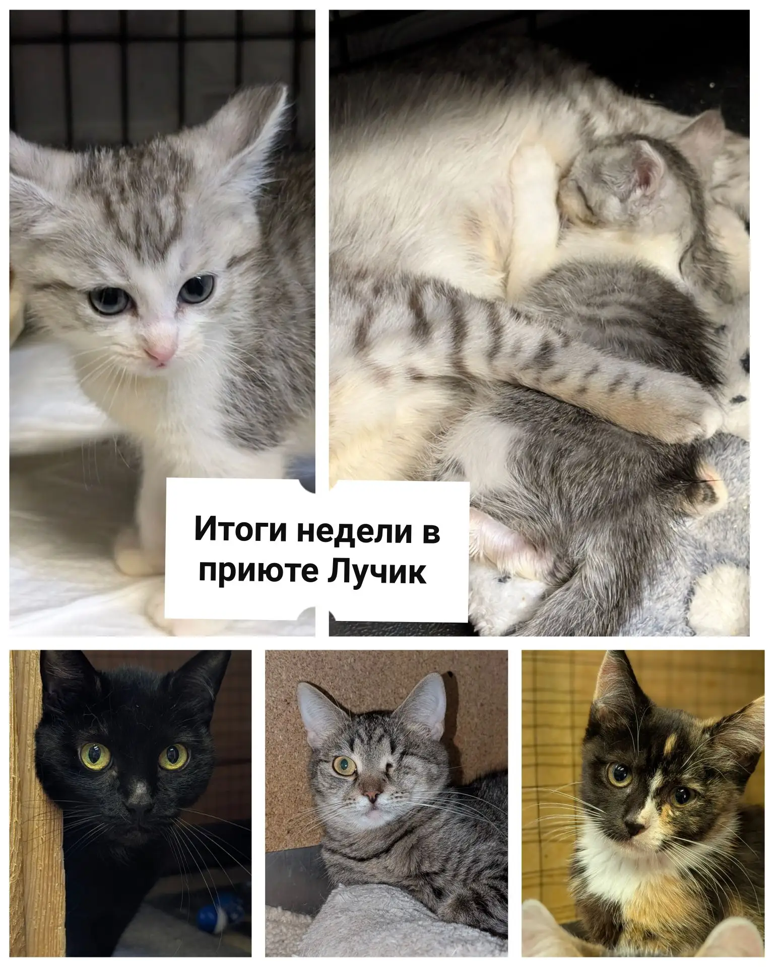 🐾 ИТОГИ НЕДЕЛИ в приюте «Лучик» 🐾