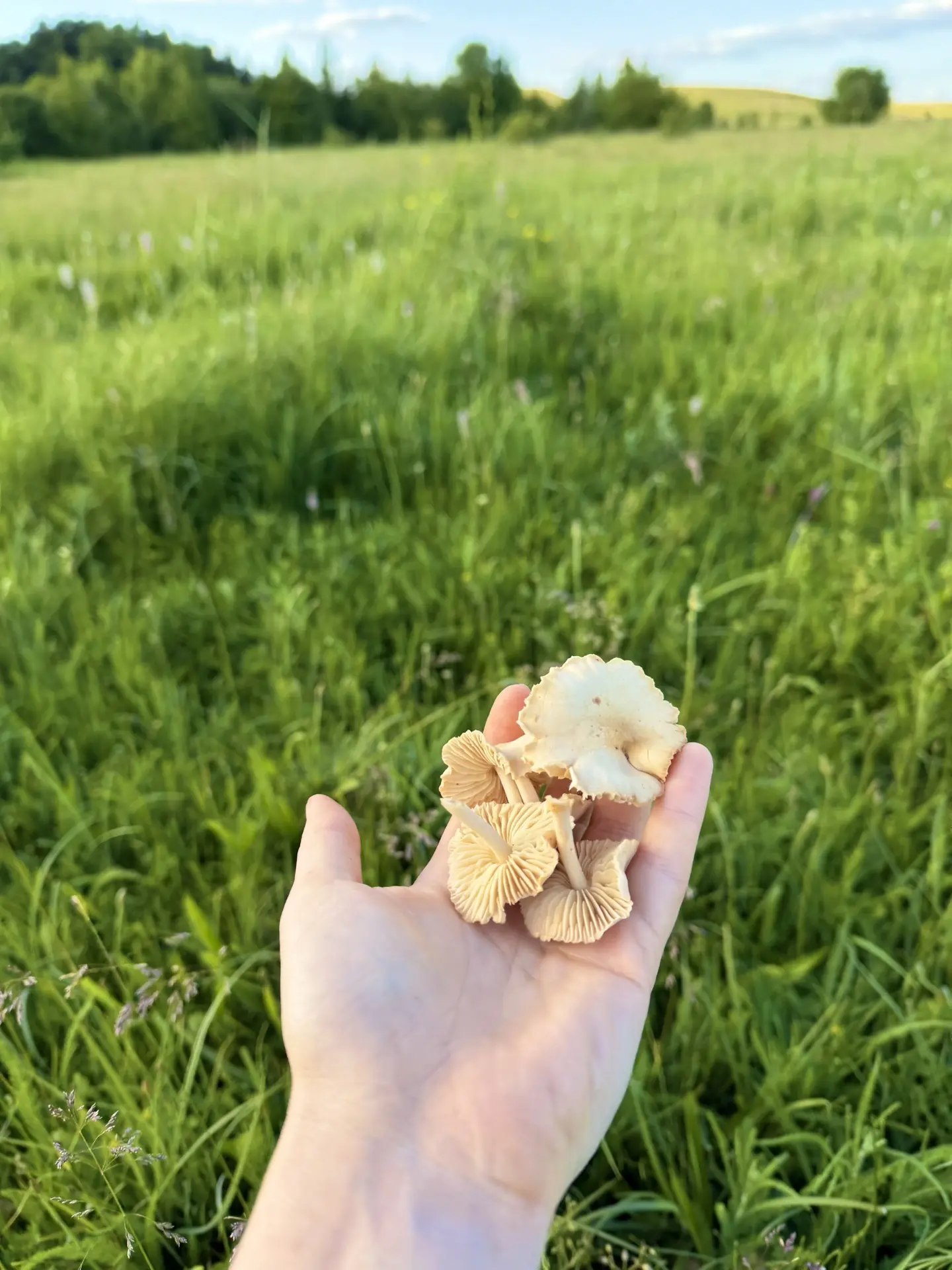 Сегодня ходила по грибы 🍄‍🟫