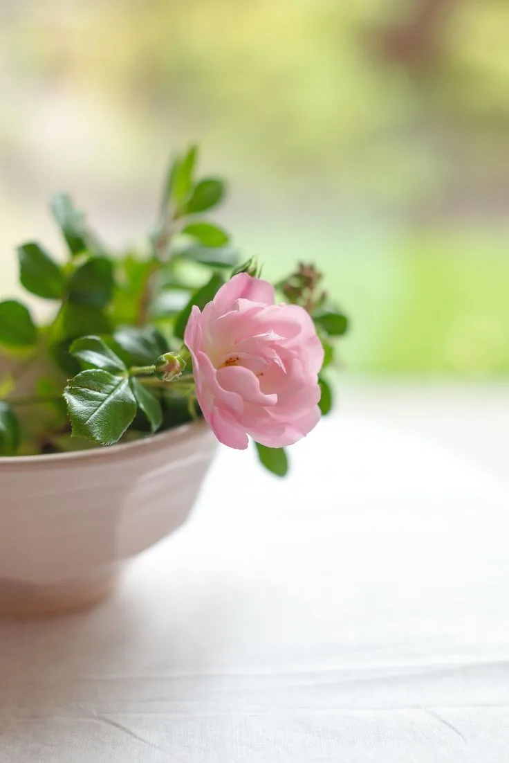 🌸🍃➰..Вам сегодня от меня 
сто лучших слов и пожеланий. 
Здоровья и душевного тепла...➰🍃🌸