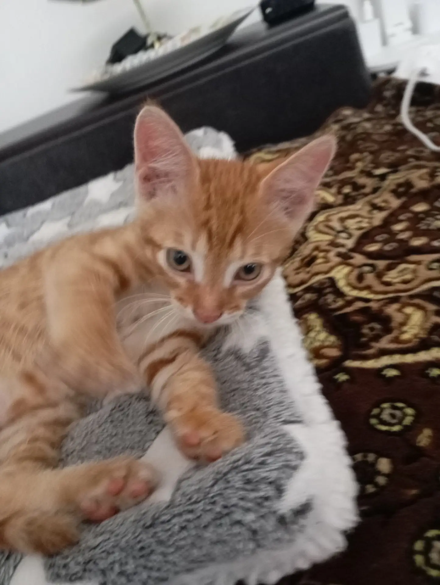 Отдам весёлого котёнка в добрые руки! Ласковый,игривый! +79493120074
