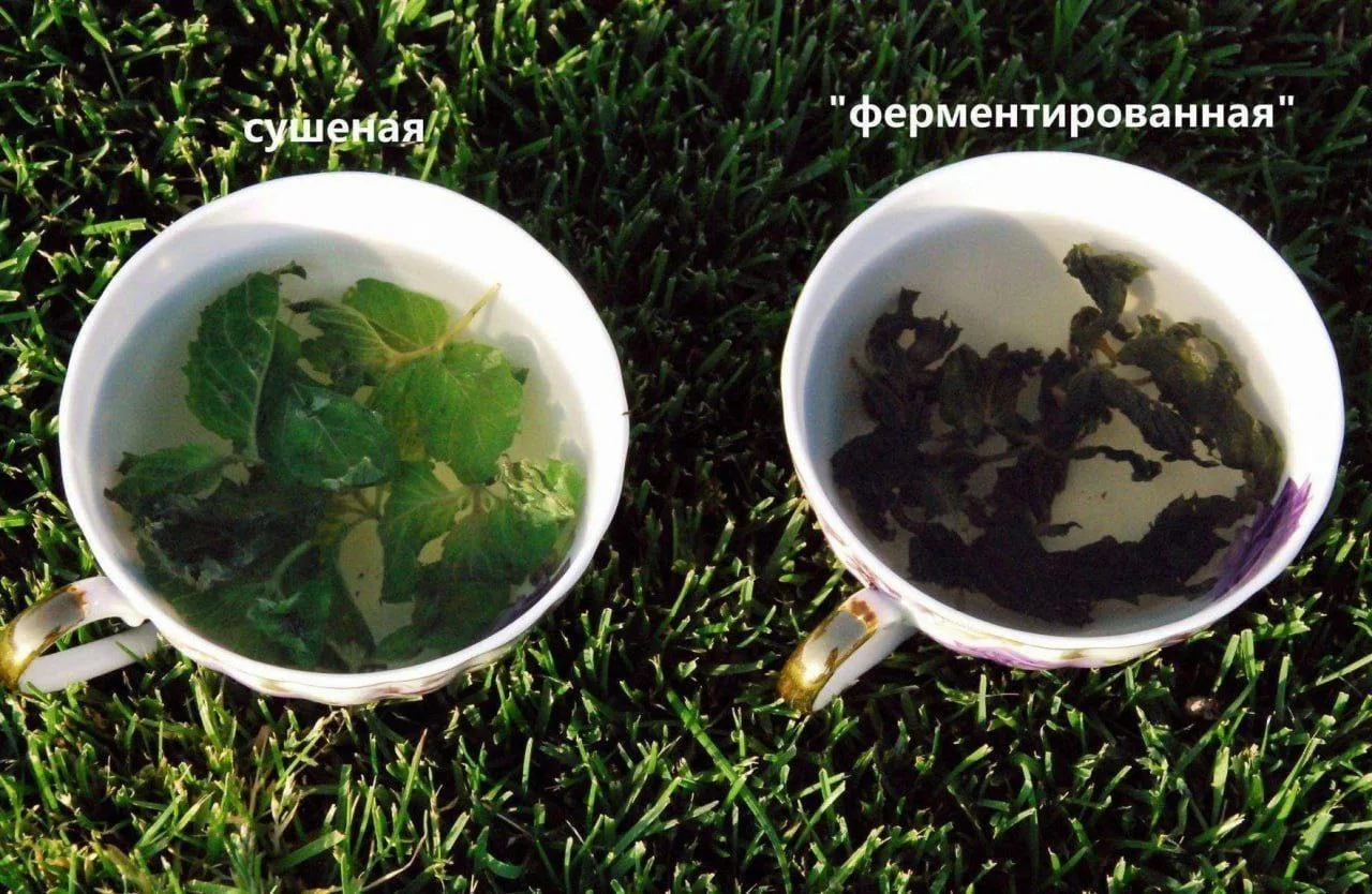 🍃 Ферментированная мята

🔸Если хотите придать чаю особый вкус, попробуйте заготовить мяту или мели