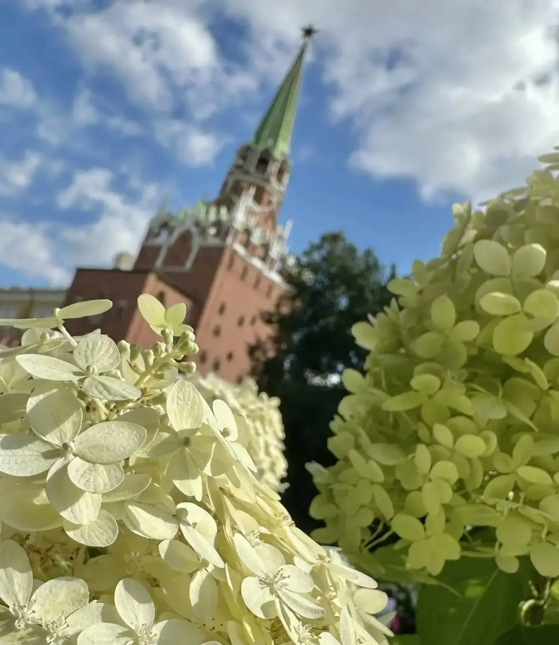 Успеваем насладиться красотой цветения гортензии в Александровском саду 😍