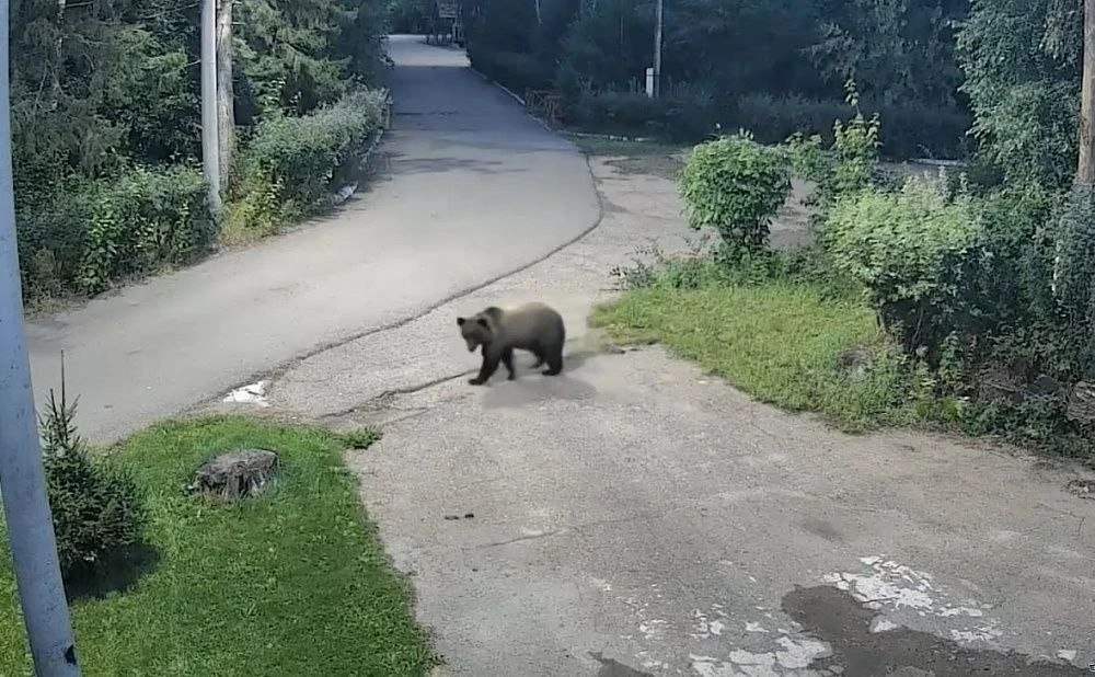 🐻 В Томской области за неделю выдали 17 разрешений на отстрел медведей, вышедших к людям