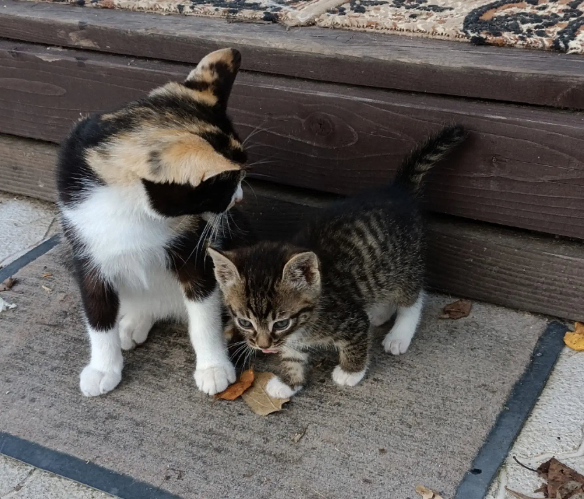Друзья, отдам котёнка в добрые руки, мальчик! Ему чуть больше месяца. Кушает сам. К лот...