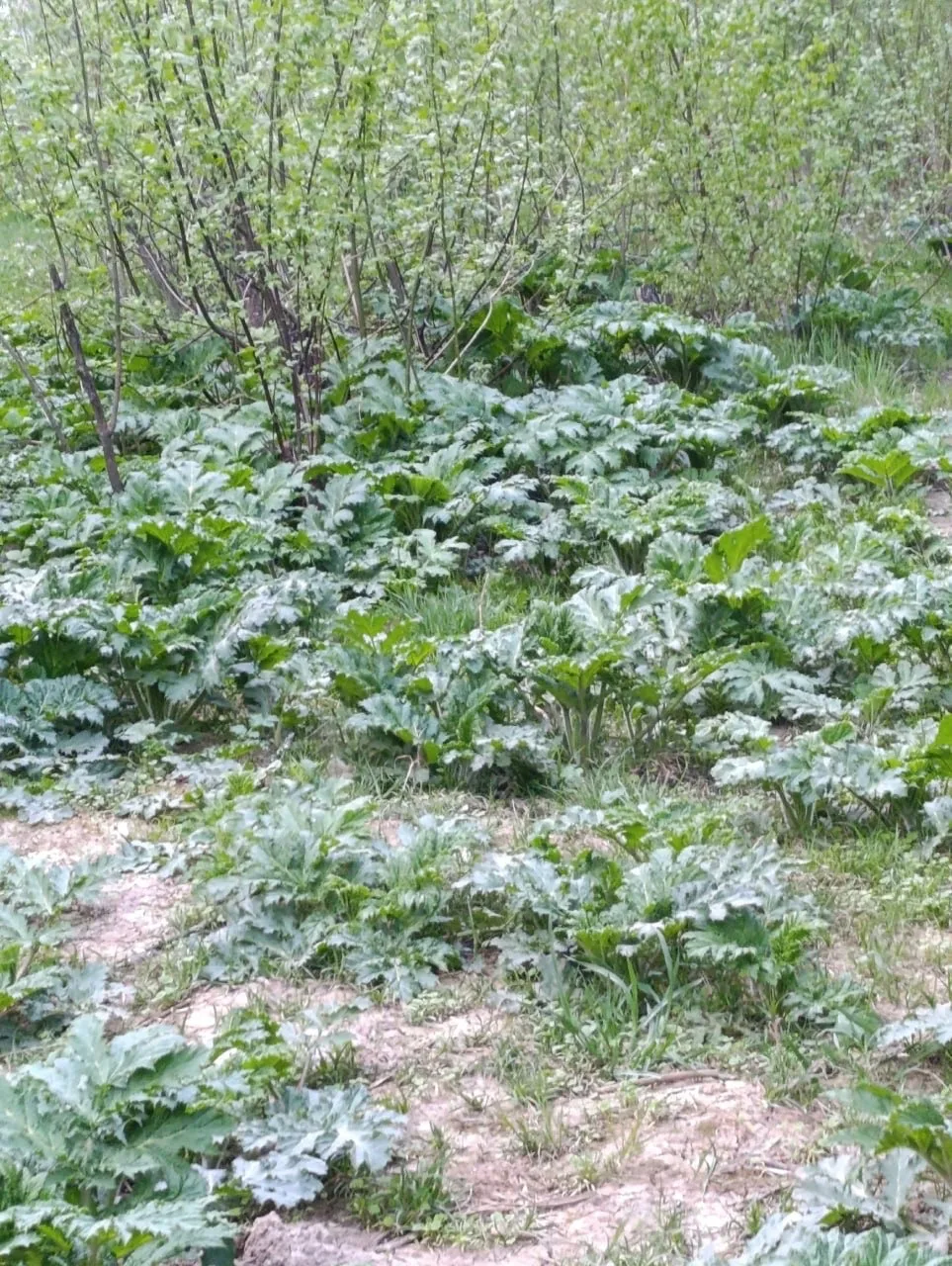🌿 Борщевик уже становится привычным украшениям нашего района.  И никому нет до этого дела.  Ссылка д