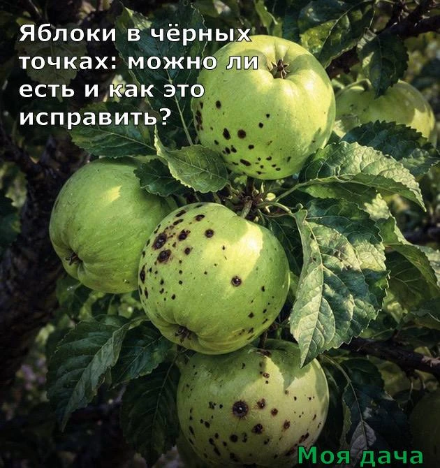 Яблоки в чёрных точках: можно ли есть и как это исправить? 🍏

Наверняка вы замечали такую картину: 
