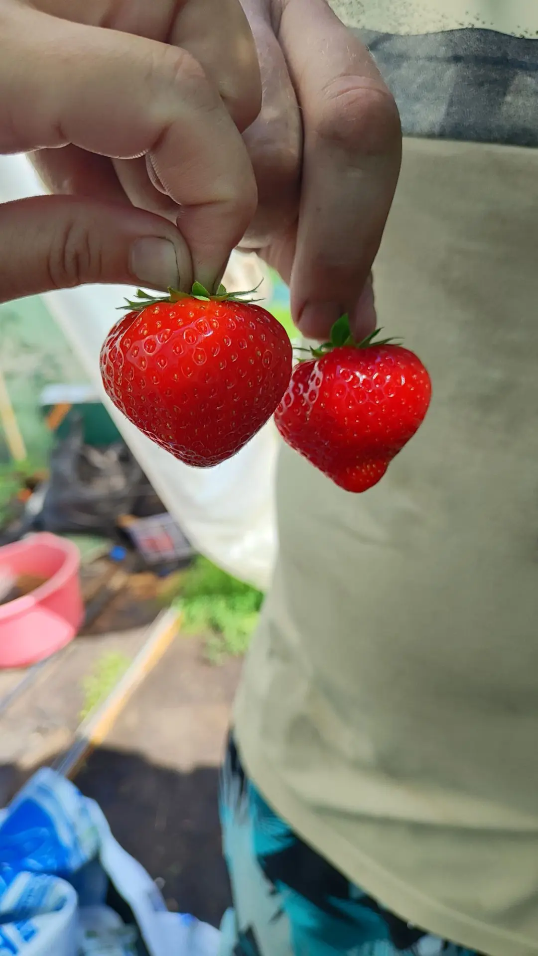 Анаисовые яблочки 😅🍓