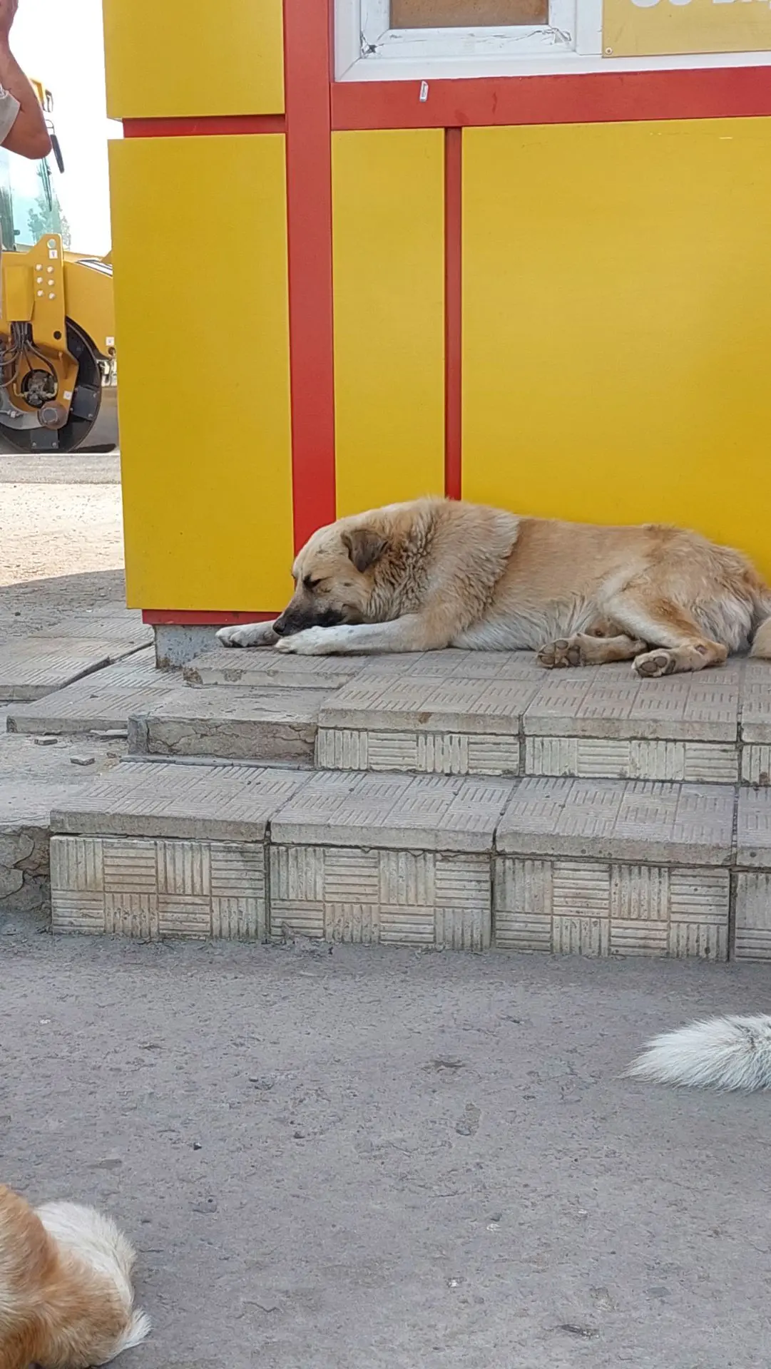 Знойный,жаркий август, все отдыхают в тени.