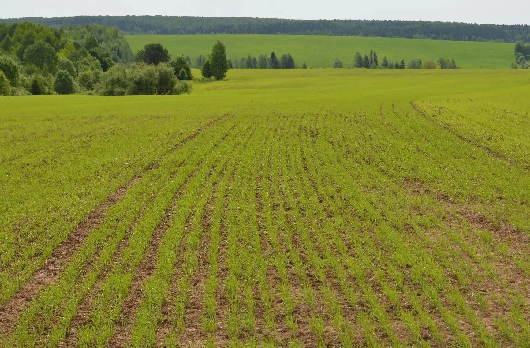 🌱🚜💚В Юсьвинском муниципальном округе завершена посевная кампания.
                               