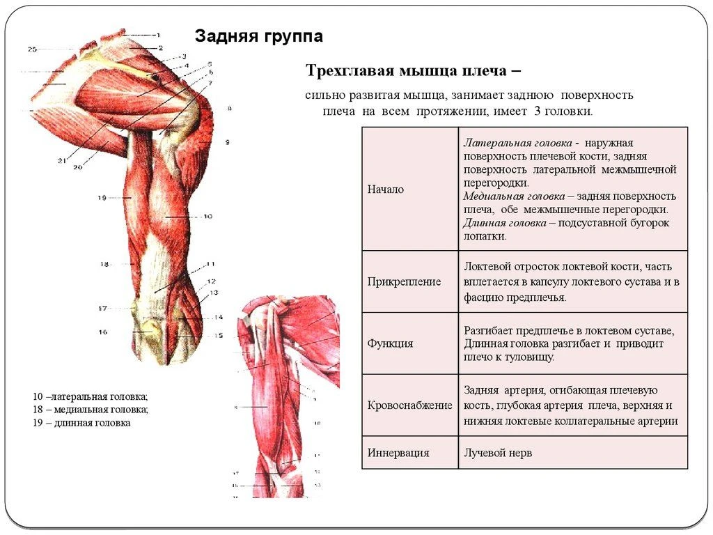 Трехглавая мышца плеча