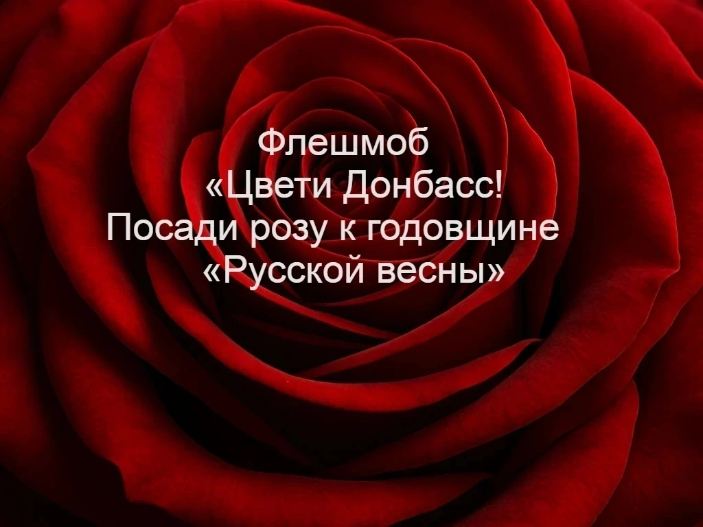 🌸 Флешмоб «Цвети Донбасс! Посади розу к  годовщине Русской весны" 🌸