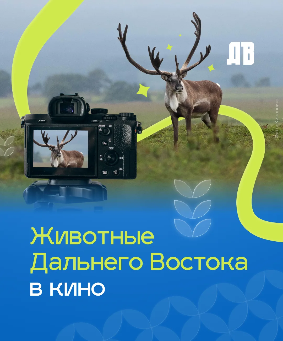 🐯 Через объектив — в сердце дикой природы Дальнего Востока