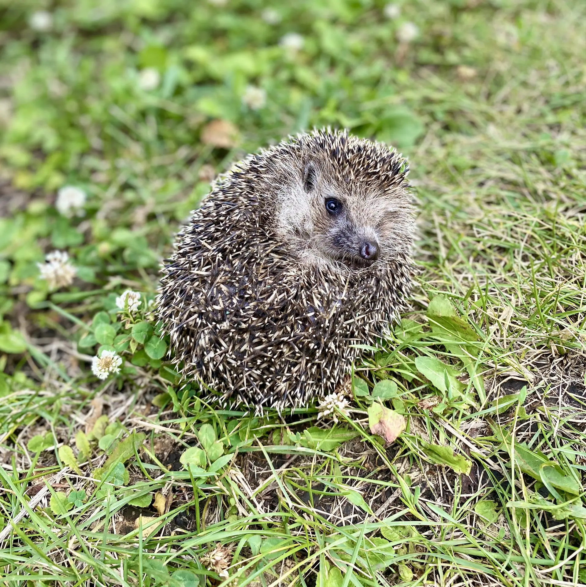 🦔 К нам забрёл колючий гость!

Сегодня на нашей территории случилось маленькое чудо — в гости пришё