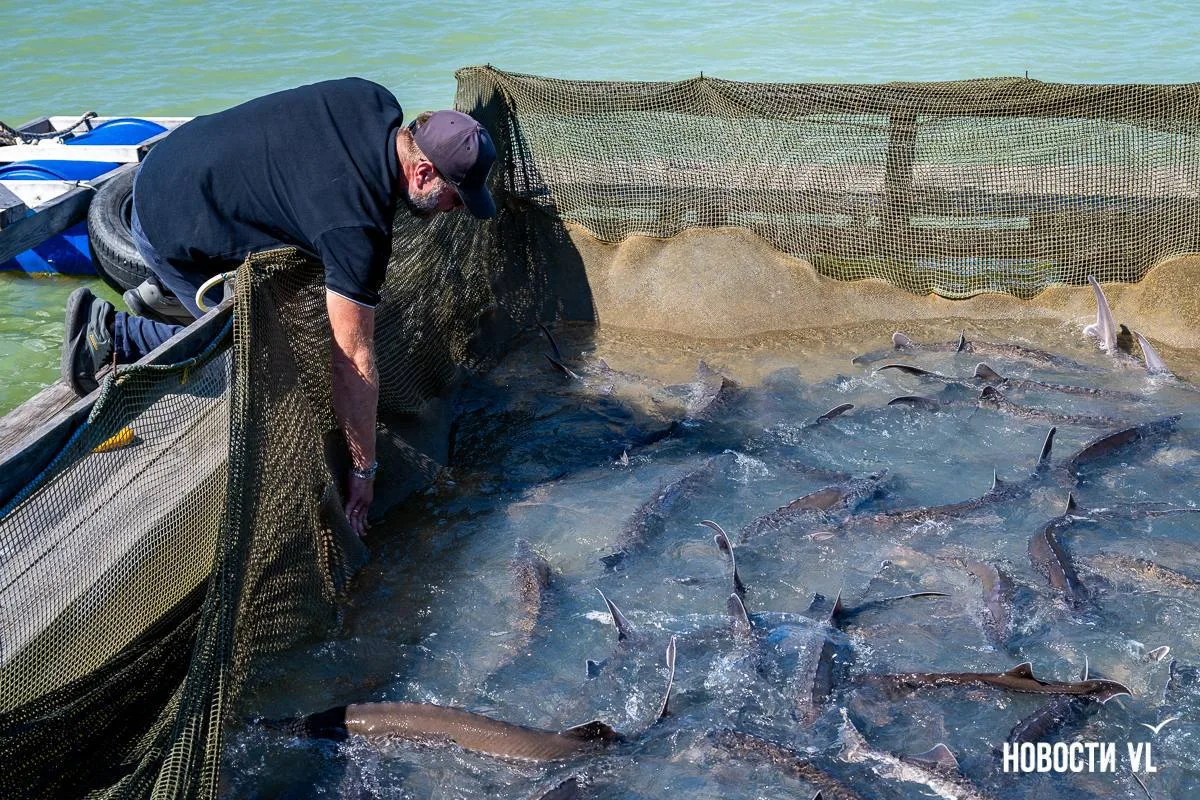 🐟«Мы теперь ни от кого не зависим»: житель Владивостока стал фермером и выращивает рыб...