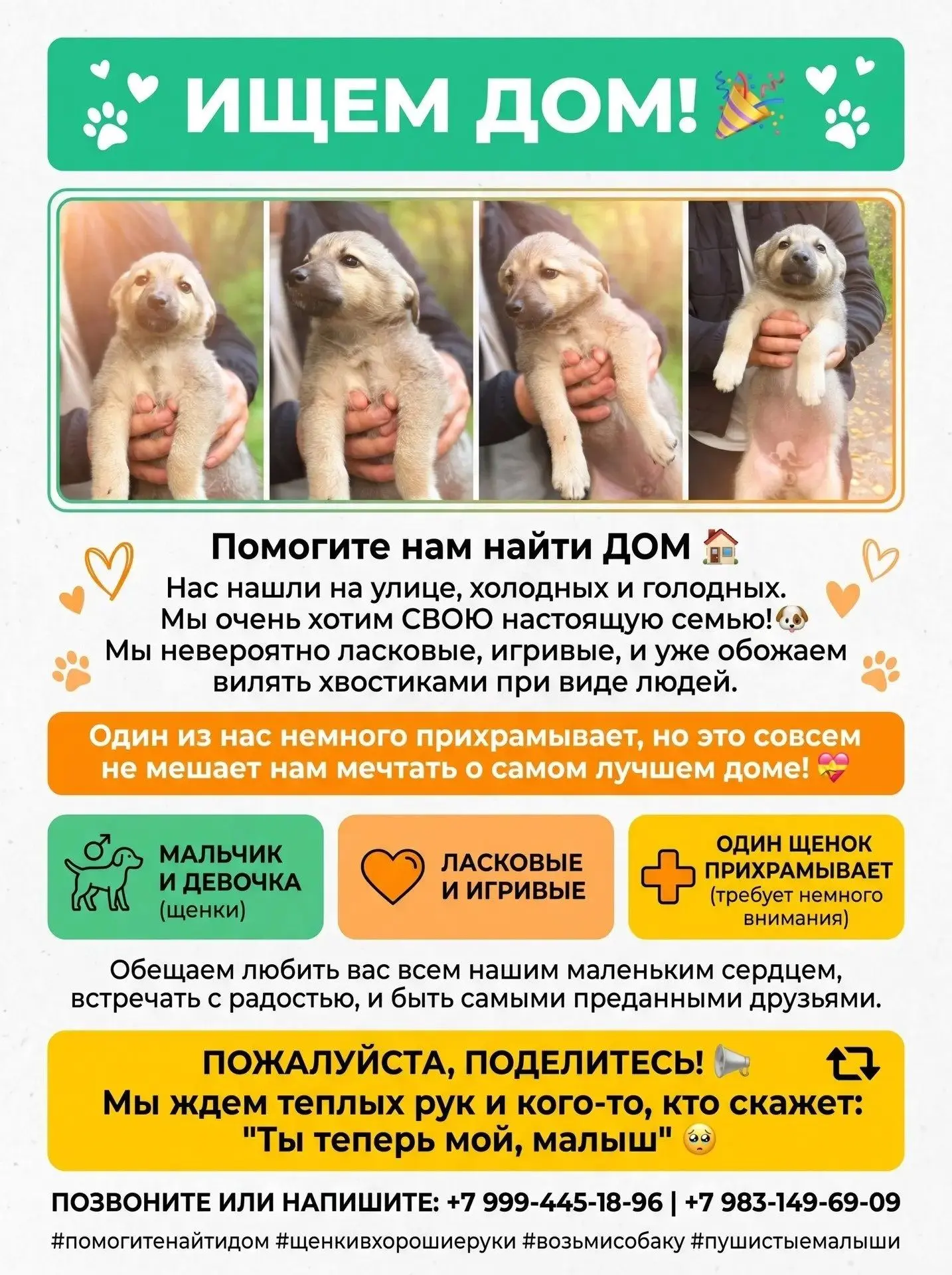 Ласковые щенки ищут свой дом!  (Спасены с улицы)