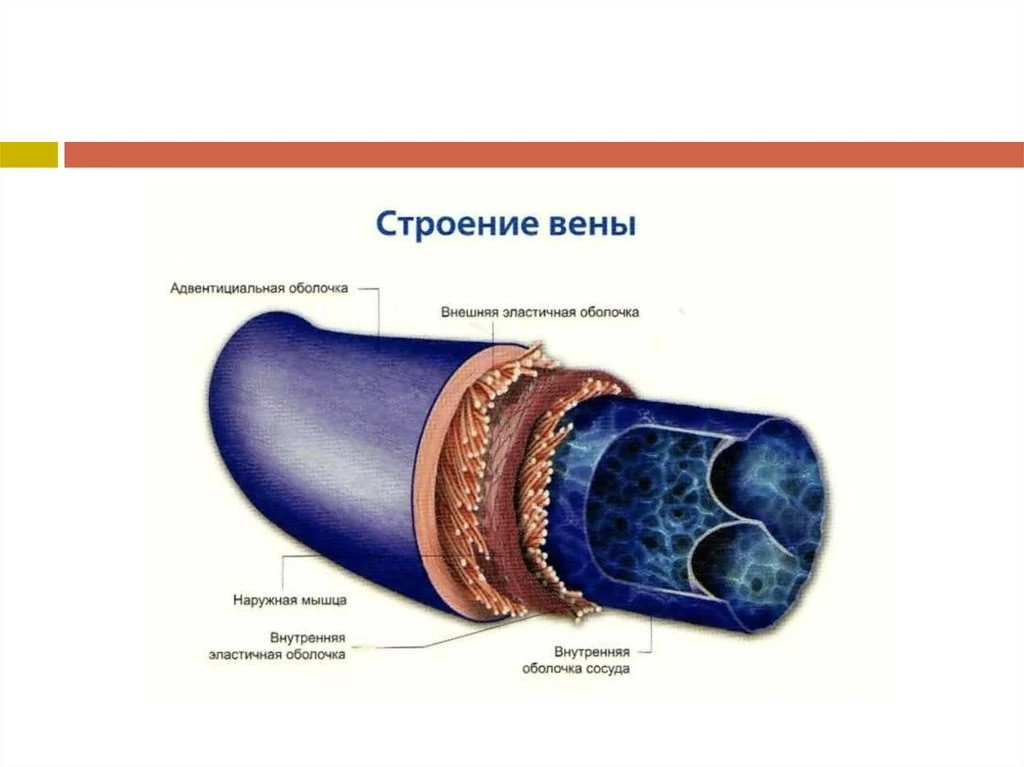 ⭐️ Строение вен

Просвет вен несколько больше, чем у артерий. Стенка вен, как и у артерий, имеет три