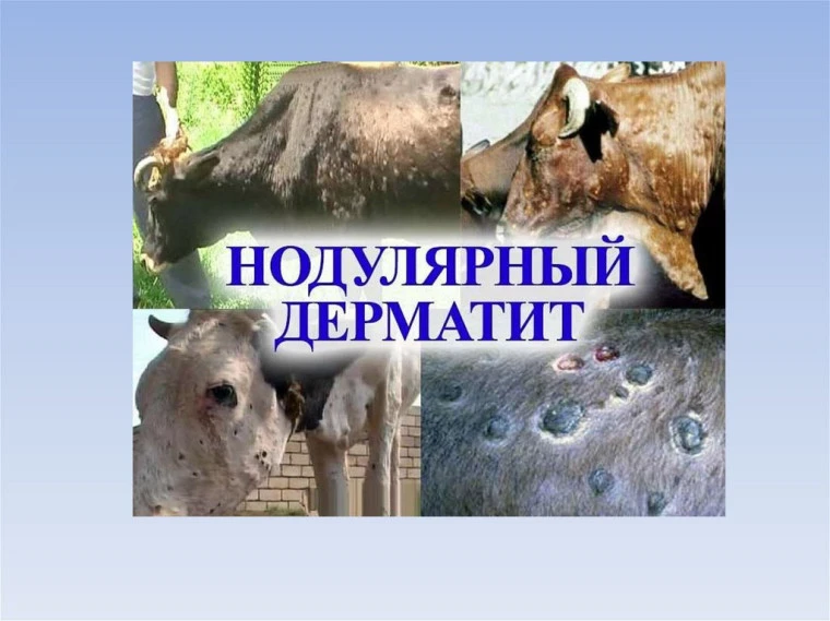Нодулярный дерматит крупного рогатого скота (КРС) (кожная бугорчатка, кожно-узелковая с...