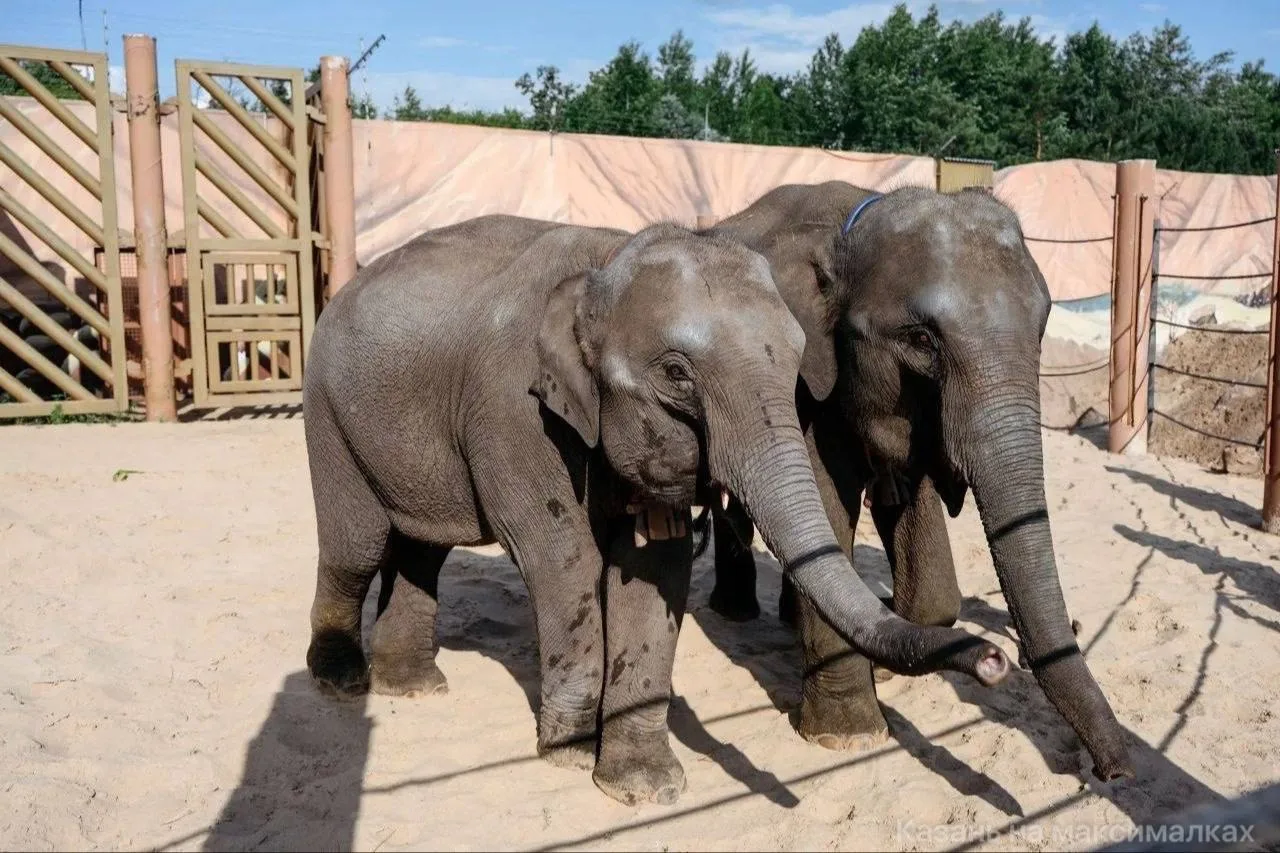 🐘 Первые гости саммита АСЕАН — слонята Сахар и Удача из Лаоса прилетели в Казань

Двух слоних подар