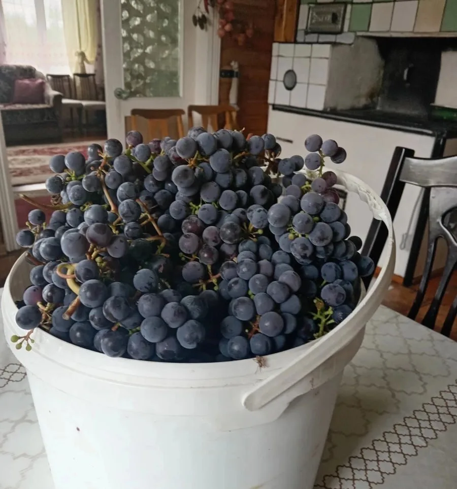 🍇🍷 В Карелии бывший лесник выращивает виноград и 70-килограммовые тыквы. Михаил Фёдор...